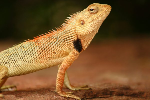 How to Choose the Right Type of Heating for a Bearded Dragon's Enclosure?