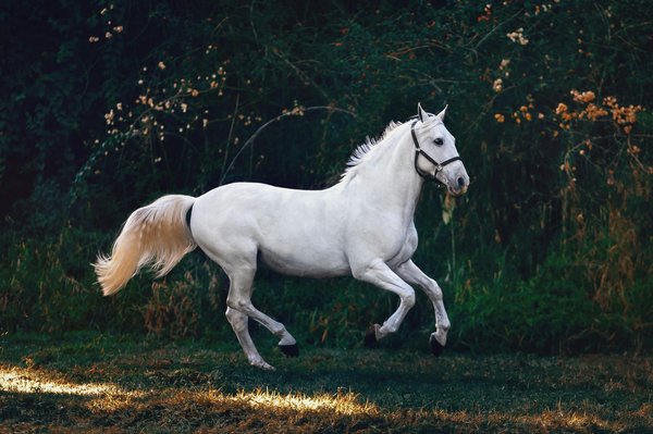 What Are the Best Natural Remedies for Reducing Stress in Horses?